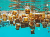 Thimble jellyfish - Linuche unguiculata - Däumchenqualle (Kranzqualle)