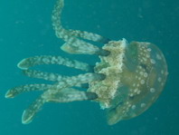 Papuan Jellyfish - Mastigias papua - Kleine Seegrasqualle 