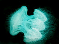 Jellyfish - Quallen. Species on this page: Cassiopea, Mastigias, Lobonema, Netrostoma, Nausithoe, Pelagia, Cyanea