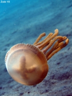 Cigar Jellyfish - Thysanostoma thysanura - Zigarrenqualle