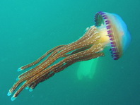 Jellyfish -Cigar Jellyfish - Thysanostoma thysanura - Zigarrenqualle