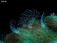 Coral Barnacle - Ceratoconcha - Korallen-Rankenfüsser