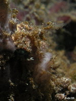 Copepods - Copepoda - Ruderfusskrebschen