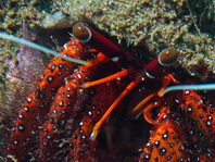 Left Handed Hermit Crabs - Diogenidae - Linkshändige Einsiedlerkrebse 
