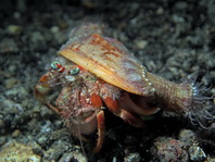 Anemone Hermit Crab - Dardanus pedunculatus - Anemonen-Einsiedlerkrebs