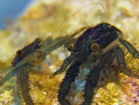 Mating Tanegashimae Squat Lobsters - Galathea tanegashimae - Paarende Tanegashimae Springkrabben