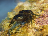 Mating Tanegashimae Squat Lobsters - Galathea tanegashimae - Paarende Tanegashimae Springkrabben