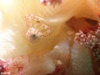 Soft Coral Porcelain Crab - <em>Lissoporcellana nakasonei</em> - Weichkorallen Porzellankrebs
