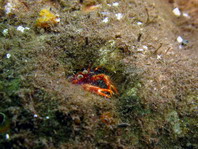 Squat Lobster - Neomundi olivarae - Springkrabbe