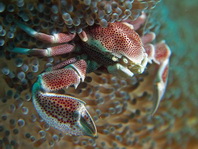 Spotted Anemone Porcelain Crab - <em>Neopetrolisthes maculatus</em> (maculata) - Punkttupfen-Anemonenkrebs / Porzellankrebs