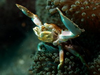 Spotted Anemone Porcelain Crab filtering - <em>Neopetrolisthes maculatus</em> - Punkttupfen- Porzellankrebs beim Filtrieren