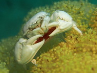 Porcelain Crab with red eggs - Pachycheles sp1 - Porzellankrebs mit roten Eiern