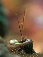 Coral Hermit Crabs - Paguridae - Korallen Einsiedlerkrebse (Rechtshändige)