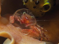 Porcelain Crab - Petrolisthes sp2 - Porzellankrebs 