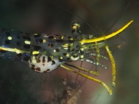 parasitic isopod inside the gills of a shrimp - Bopyride on Urocaridella - parasitische Meeresassel im Kiemenraum einer Garnele