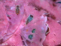 Isopods - Isopoda - Asseln 