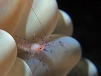 parasitic isopod inside the gills of a shrimp - Bopyride on Vir colmani - parasitische Meeresassel im Kiemenraum einer Garnele