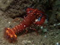 Lobsters - Palinuridea - Langustenartige