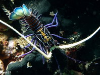 Lobsters - Palinuridea - Langustenartige