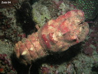 Slipper Lobsters - Scyllaridae - Bärenkrebse