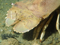 Oriental Slipper Lobster - Thenus orientalis - Orientaler Bärenkrebs