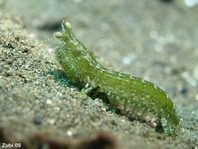 Smashing Mantis shrimp - Gonodactylinus vidris - Schmetterer Heuschreckenkrebs 