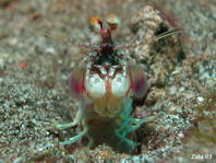 Pink-eared Mantis shrimp - Odontodactylus latirostris - Pink-Ohren Heuschreckenkrebs