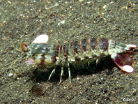 Pink-eared Mantis shrimp - <em>Odontodactylus latirostris</em> - Pink-Ohren Heuschreckenkrebs