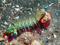 Mantis shrimps - Heuschreckenkrebsen: Gonodactylinus, Odontodactylus, Pseudosquilla, Lysiosquilla