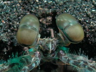 Eyes of Spearing Mantis - Auge eines Speerers-Heuschreckenkrebses