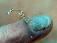 Palaemonid Shrimps - Palaemonidae - Felsen- und Partnergarnelen