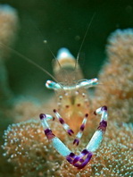 Splendid Shrimp - Ancylomenes speciosus - Prächtige Partnergarnele