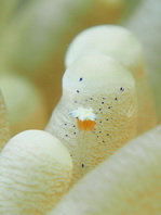Mushroom Coral Shrimp, juvenile?- Cuapetes cf kororensis - Pilzkorallen-Garnele, Jungtier?