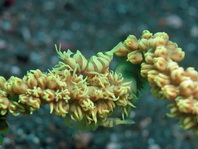 Palaemonid shrimp on Spiral Coral - Dasycaris zanzibarica on Cirrhipathes anguinea - Drahtkorallen-Garnele auf Schlangenaal-Koralle