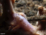 Cryptic Sponge Shrimp - Gelastocaris paronae - Kryptische Schwamm-Garnele
