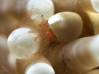 Egg Shell Shrimp - <em>Hamopontonia corallicola</em> - Eierschalen-Garnele