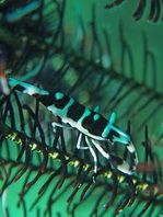 Crinoid Shrimp - <em>Laomenes sp4</em> - Federstern-Garnele