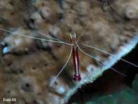 Pacific Cleaner Shrimp - Lysmata amboinensis - Weissband-Putzergarnele
