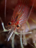 Striped Small Cleaner Shrimps - Lysmatella prima - Putzergarnele