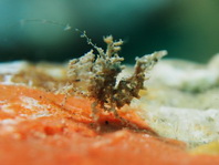 Gnathophyllid Shrimps - Gnathophyllidae - Hummelgarnelen