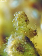 Algae Shrimp - Phycocaris cf simulans - Algen-Garnele