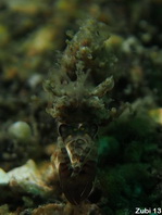 Bongo Bumble Bee Shrimp (Spiny Tiger Shrimp) - <em>Phyllognathia ceratophthalma</em>