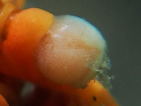 Wire Coral Shrimp - Pontonides ankeri on Cirrhipathes - Drahtkorallen-Garnele