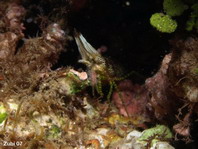 Marble Shrimps - Marmorgarnelen