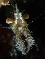 Marble Shrimps - Marmorgarnelen