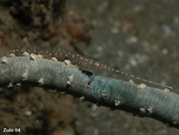 Saw Blade Shrimp (Needle Shrimp) - Tozeuma armatum on on Cirrhipathes anguinea - Sägeblattgarnele auf Schlangenaal-Koralle