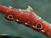 Ocellated Tozeuma Shrimp - Tozeuma lanceolatum - Ocellus Tozeuma Korallengarnele