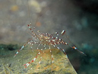 Rock Shrimps - Palaemoninae - Felsengarnelen