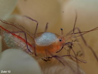 Bubble Coral Shrimp - <em>Vir philippinensis</em> - Blasenkorallen-Garnele