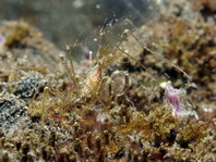 Spidercrab - Achaeus spinosus - Spinnenkrabbe / Gespensterkrabbe
